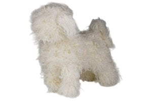 modeldog-vacht-bichon-frise