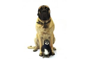 Oorbescherming hond ZW/SET S+L